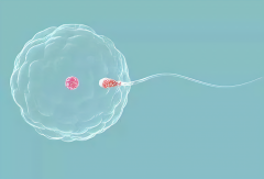 爱之晶：胚胎质量差会导致胎儿畸形是怎么回事