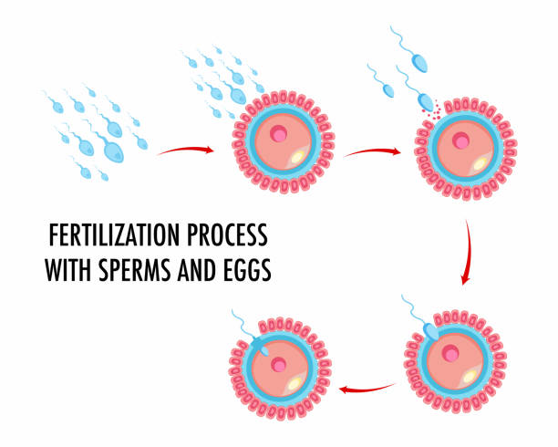 Hello IVF：做试管婴儿可以放两个胚胎吗？